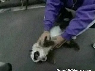 Cute Alert: Panda Dog